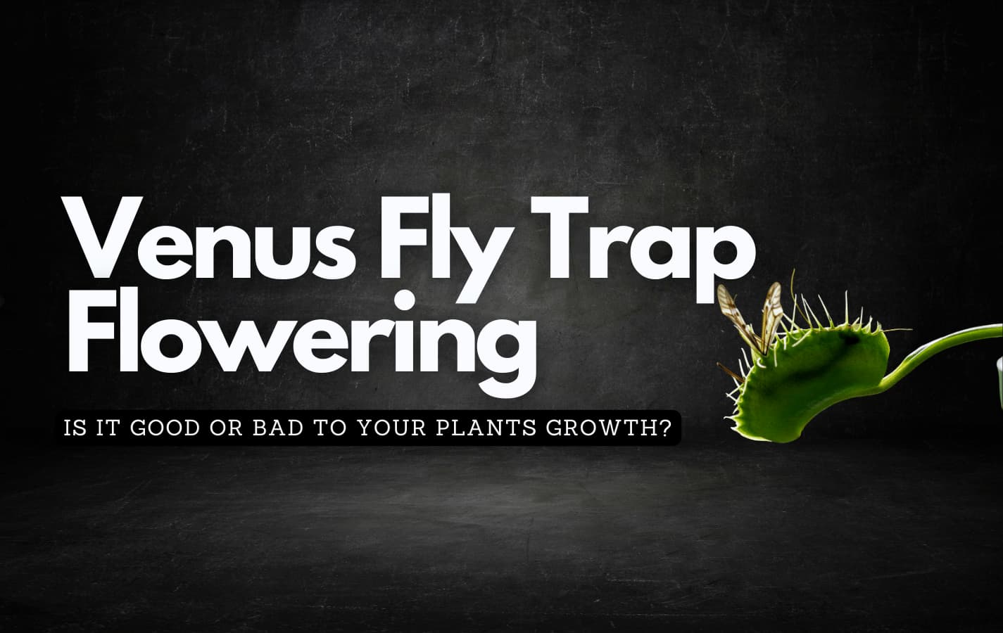Stunning Venus Fly Trap Flowers: Facts You Need to Know