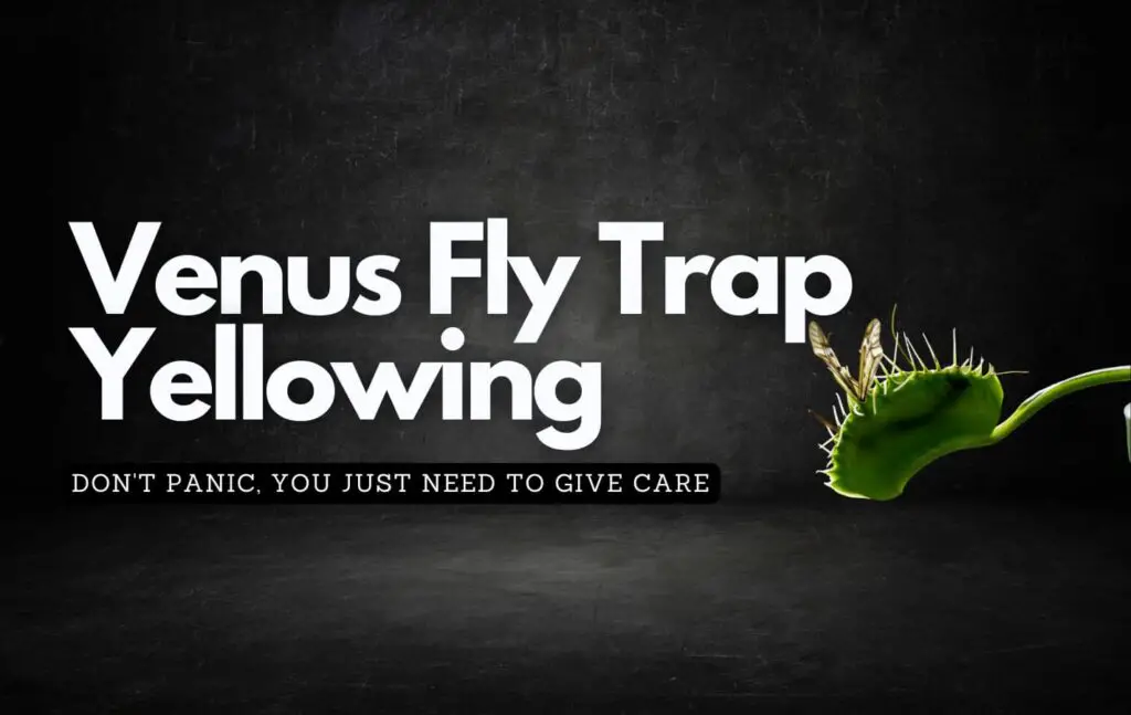 Black background showing off a venus fly trap plant and discussing why venus fly traps yellow and how to care for them