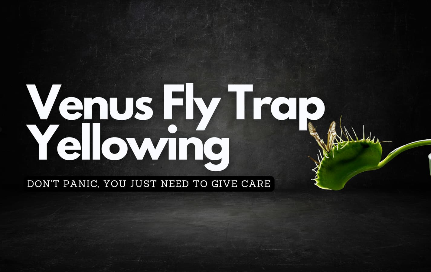 Black background showing off a venus fly trap plant and discussing why venus fly traps yellow and how to care for them