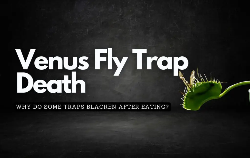 Black background showing off a venus fly trap plant and discussing why some plant traps die and turn black after eating
