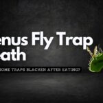 Why Does My Venus Fly Trap Turn Black After Eating? Find Out Here!