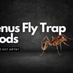 Killer Carnivores: Can Venus Fly Traps Eat Ants?