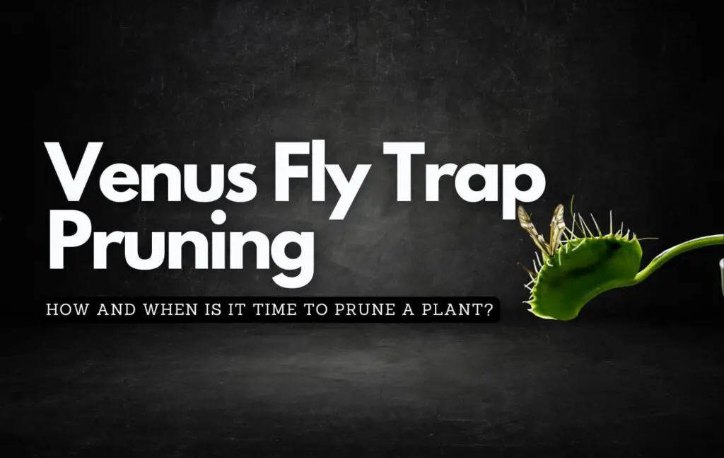 Black background showing off a venus fly trap plant and discussing when pruning needs to be done