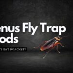 Do Venus Fly Traps Eat Roaches? Learn the Facts Today