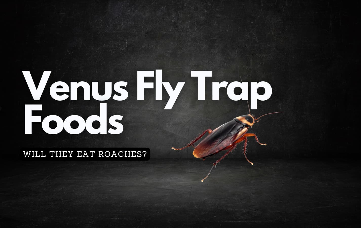 Myth or Reality: Do Venus Fly Traps Consume Roaches?