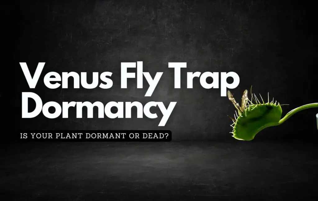 Black background showing off a venus fly trap plant and discussing whether your plant is dormant or dead