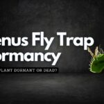 Is My Venus Fly Trap Dead or Dormant? Find the Answer Here!