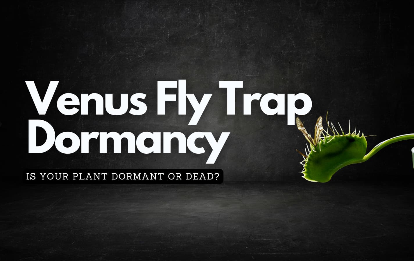 Revealed: The Tell-Tale Signs of a Dormant Venus Fly Trap